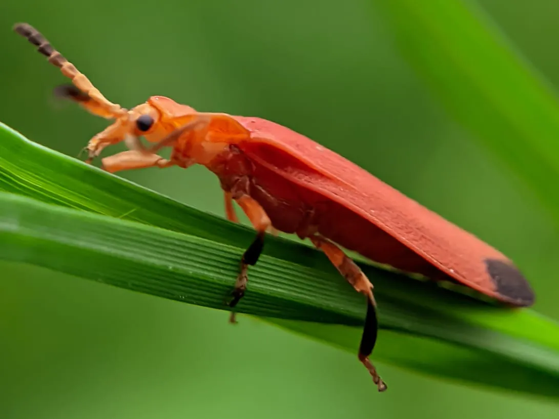 net winged beetle (3).jpeg