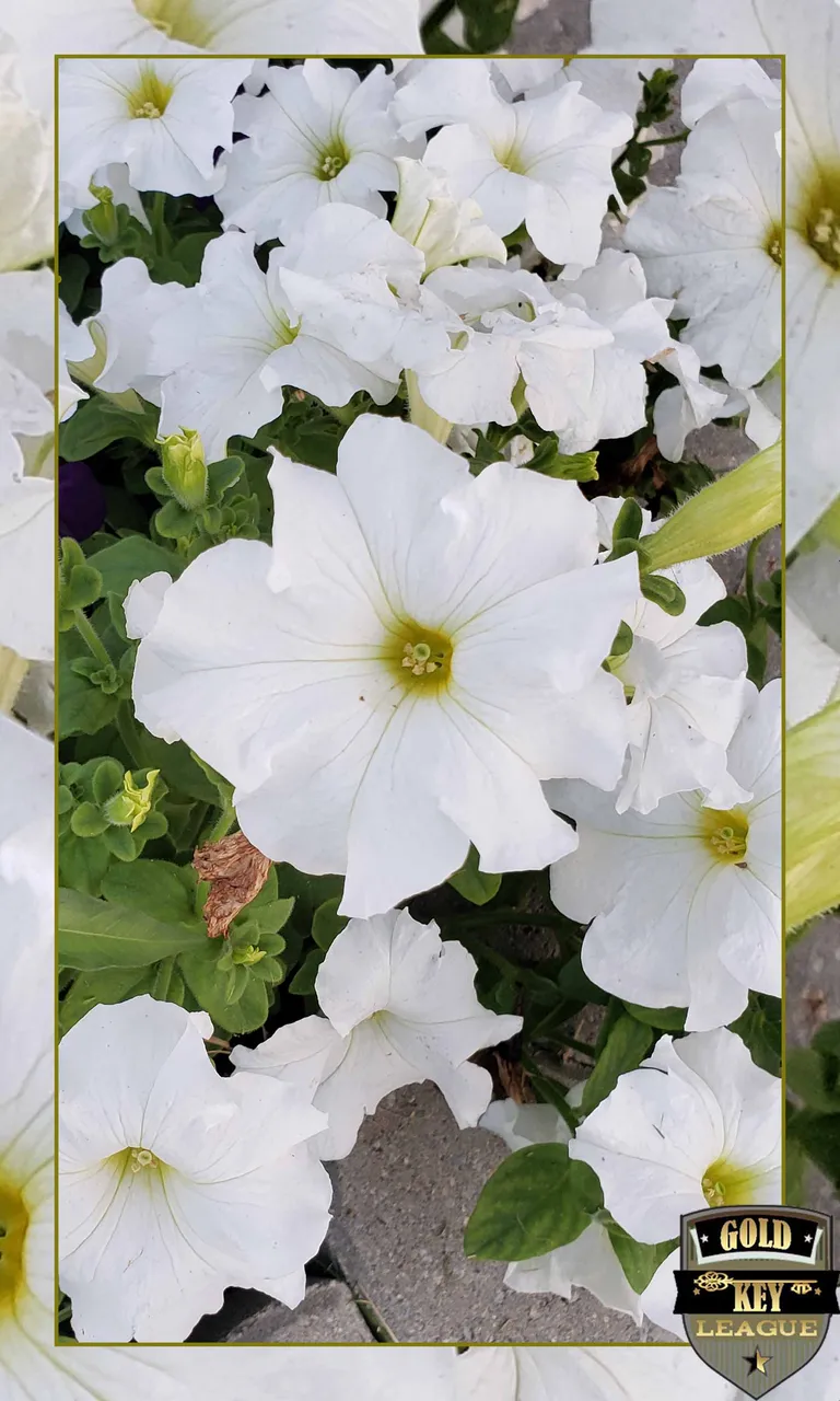 WONDERFUL WHITE FLOWERS MIDWEST USA 20201028