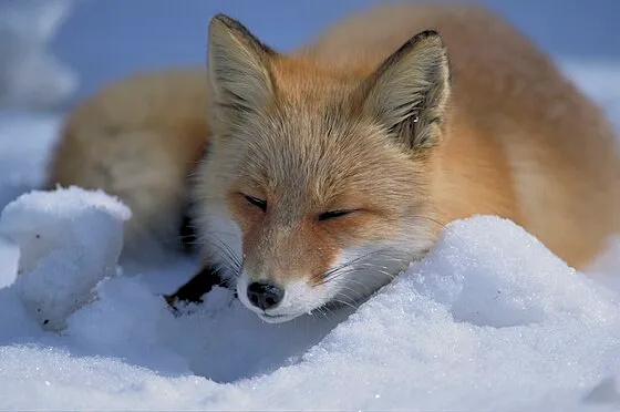 Vulpes_vulpes_laying_in_snow.jpg