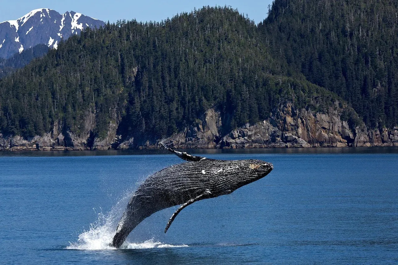 humpback-whale-1984341_1280.webp