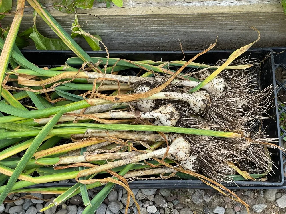 hive-garden-harvest-garlic-1.jpg