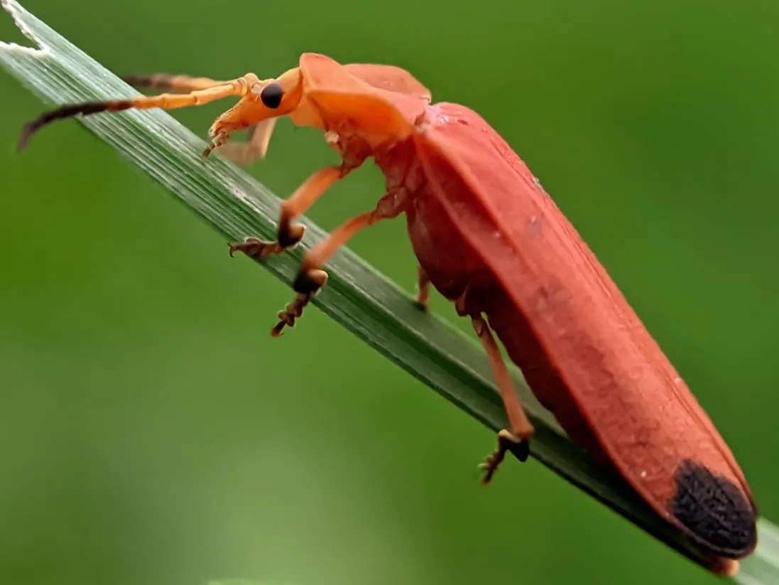 net winged beetle (8).jpeg