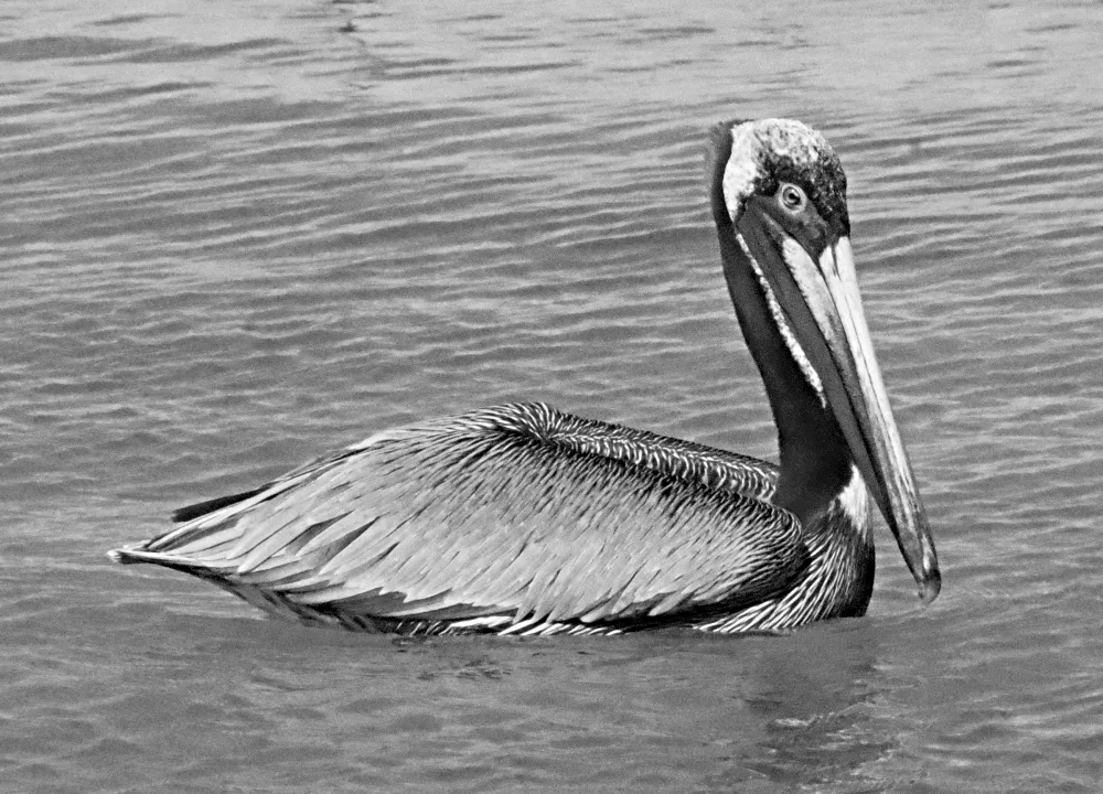 feathered-friends-pelican-1a.jpg