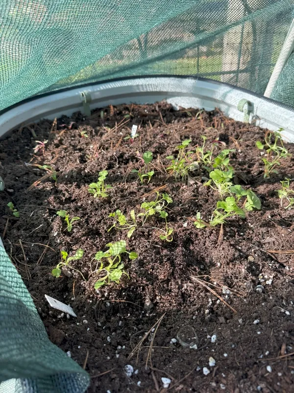 hivegarden-spring-cilantro-1.jpg