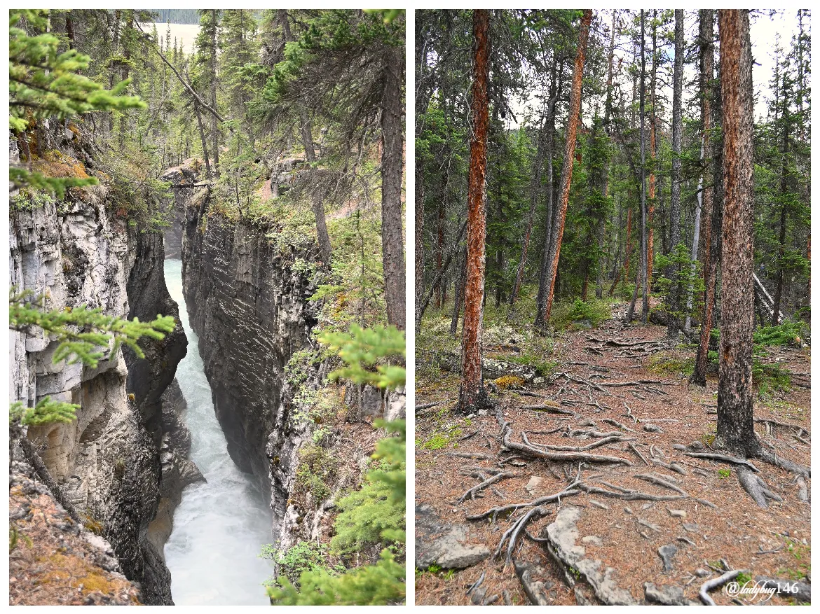 stanley falls hike (1).jpg