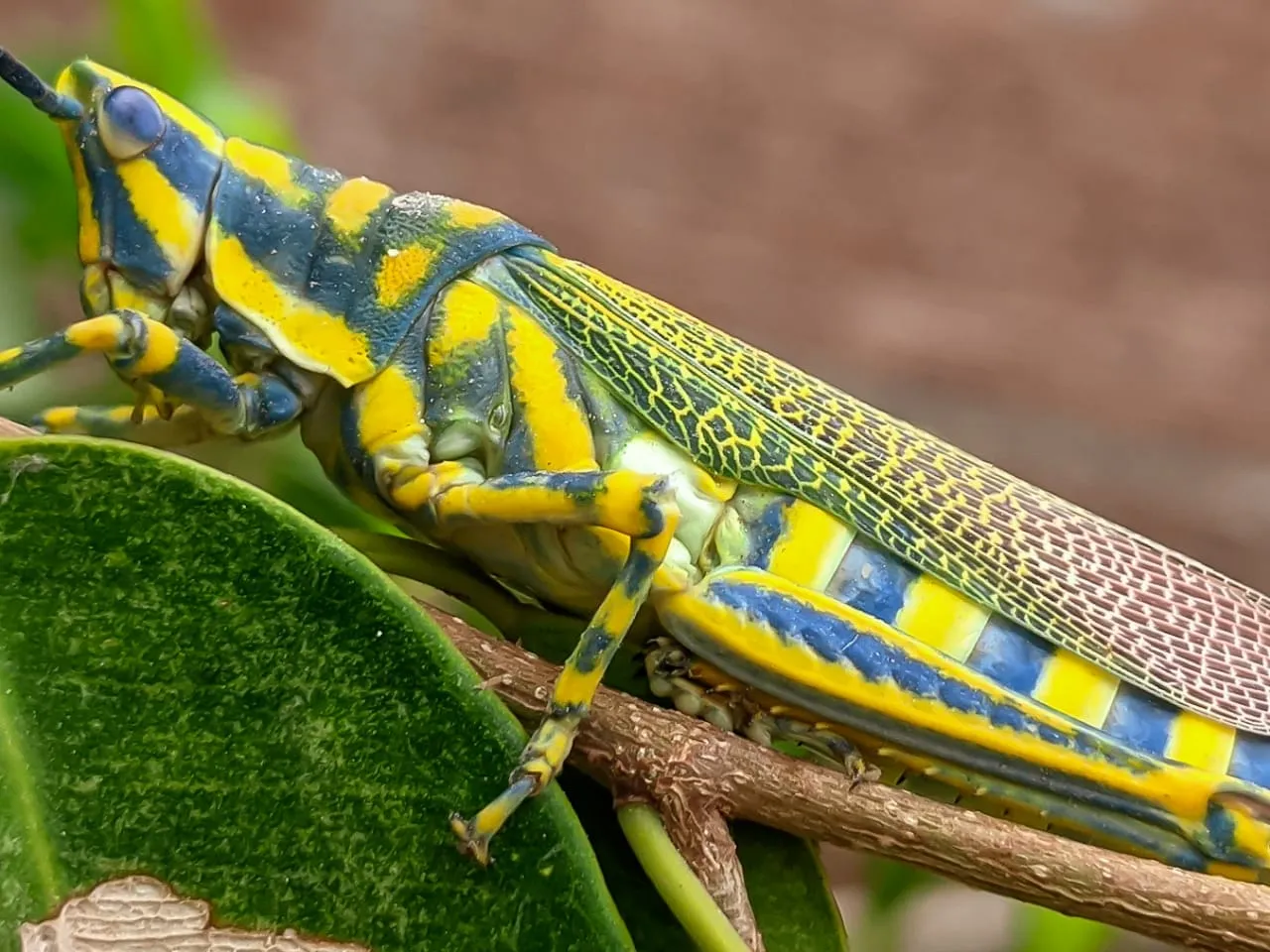 painted grasshopper (3).jpeg