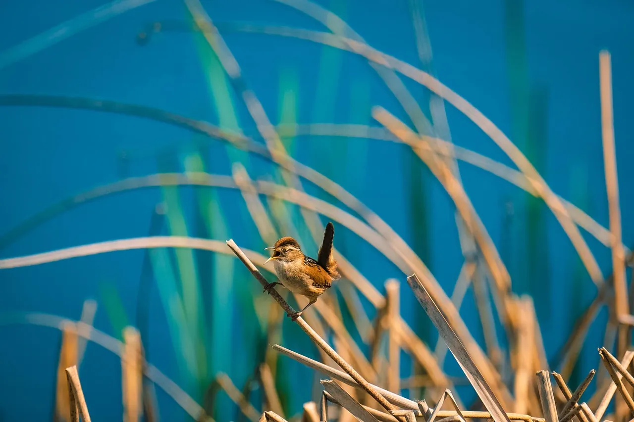 feather content 3 (25).jpg