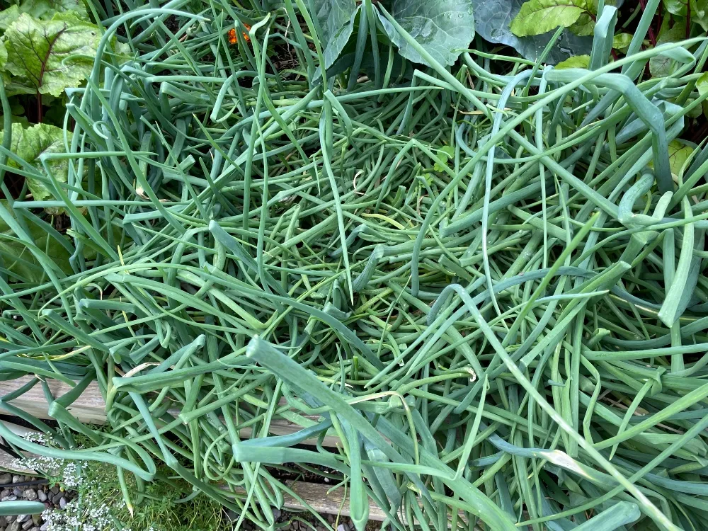 hive-garden-harvest-shallots.jpg