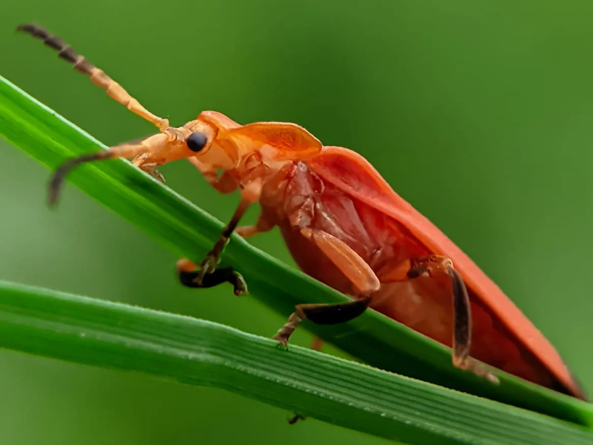 net winged beetle (7).jpeg