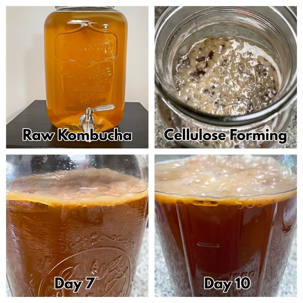 kombucha-tea-fermenting-days.jpg