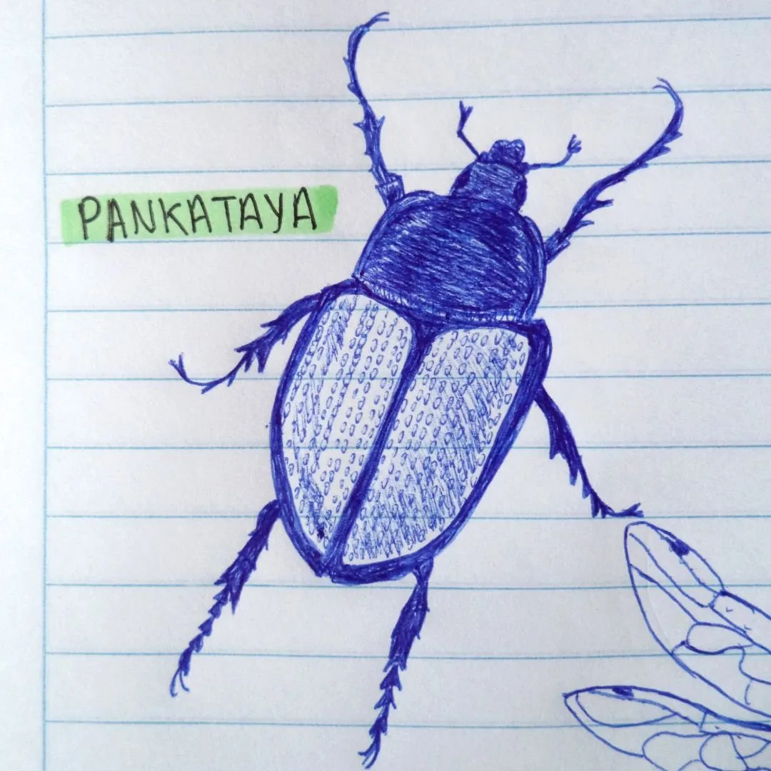 l5_escarabajo_aymara_waralwa.jpg