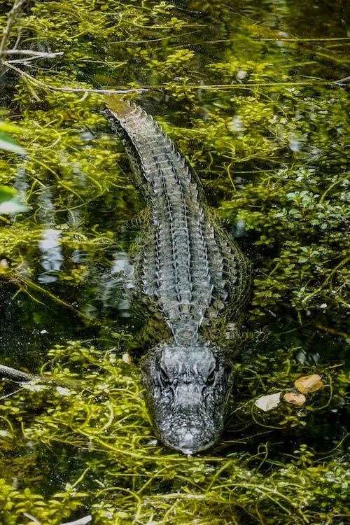 "Shallow Focus Photo Of Crocodile On Body Of Water"