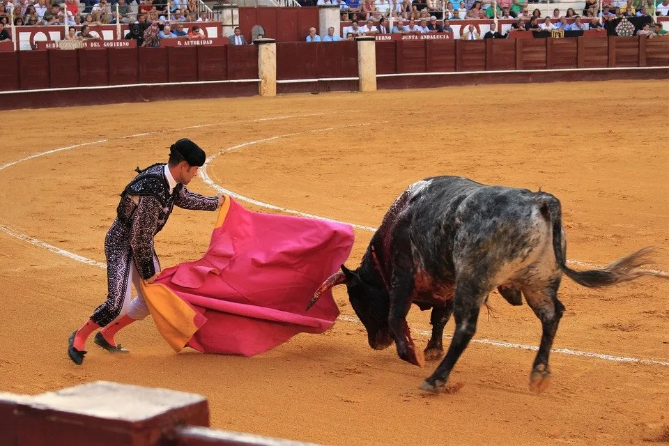 bull-fighting-3606156_960_720.jpg