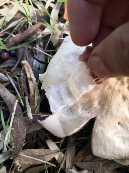 The cuticle peels easily