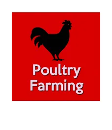 poultry farming.PNG