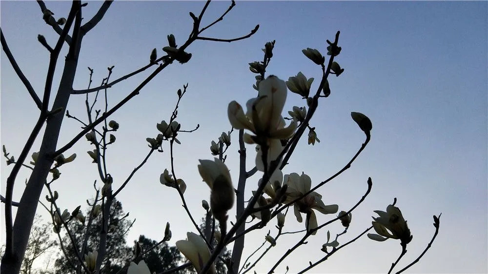 玉兰花.jpg