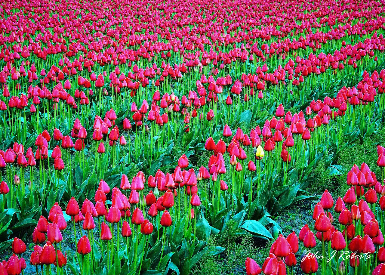 TULIPS RED AND YELLOW.jpg