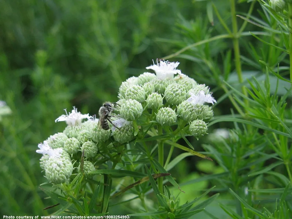 1024-BeeOnFlowerBuds-081815.jpg