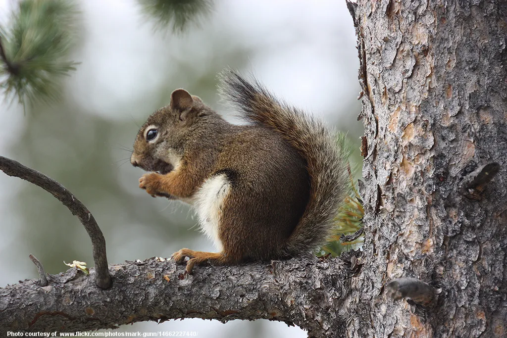 SquirrelOnBranch-001-032217.jpg