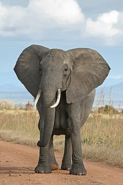 400px-African_Bush_Elephant.jpg