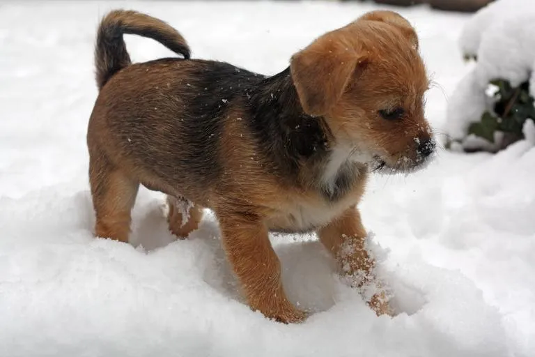 puppy_terrier_snow_winter_0.jpg