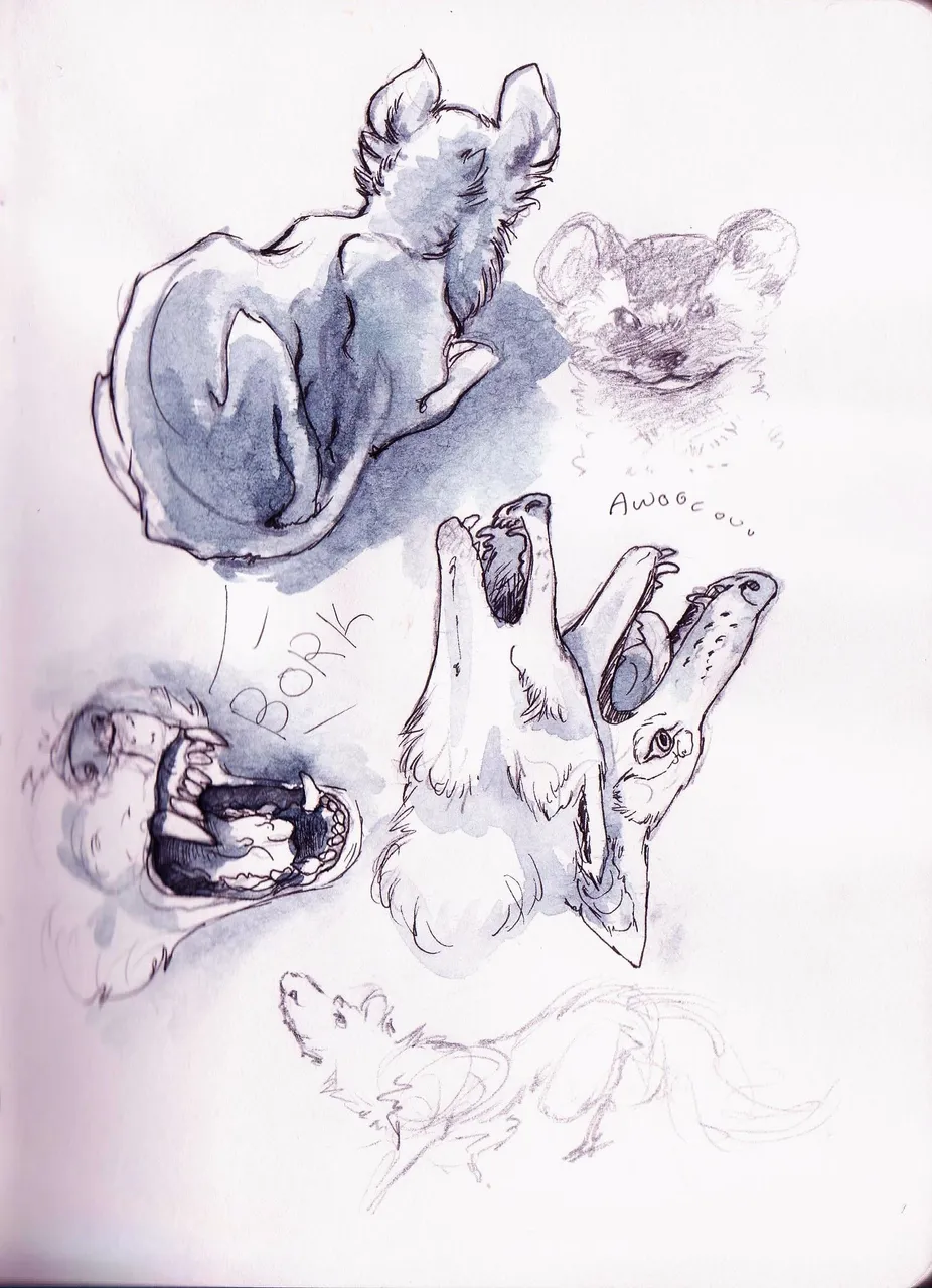 Dog Sketches 2016 001.jpg