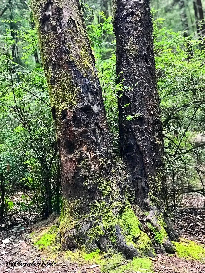 @splendorhub Tree #.JPG