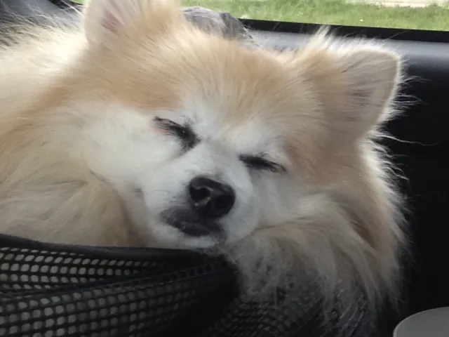 our pom Pierre asleep.jpg