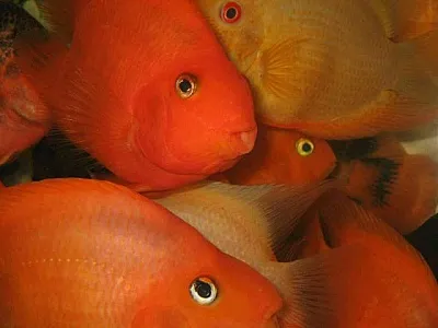 close-up-of-tropical-fishes.jpg