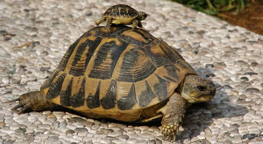 como-cuidar-tortugas-tierra.jpg