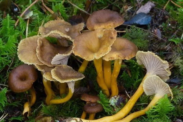 cantharellus_tubaeformis_02.jpg