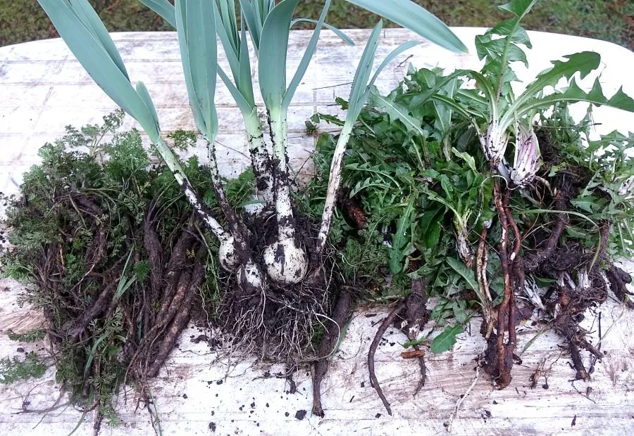 x leeks and roots 4.jpg
