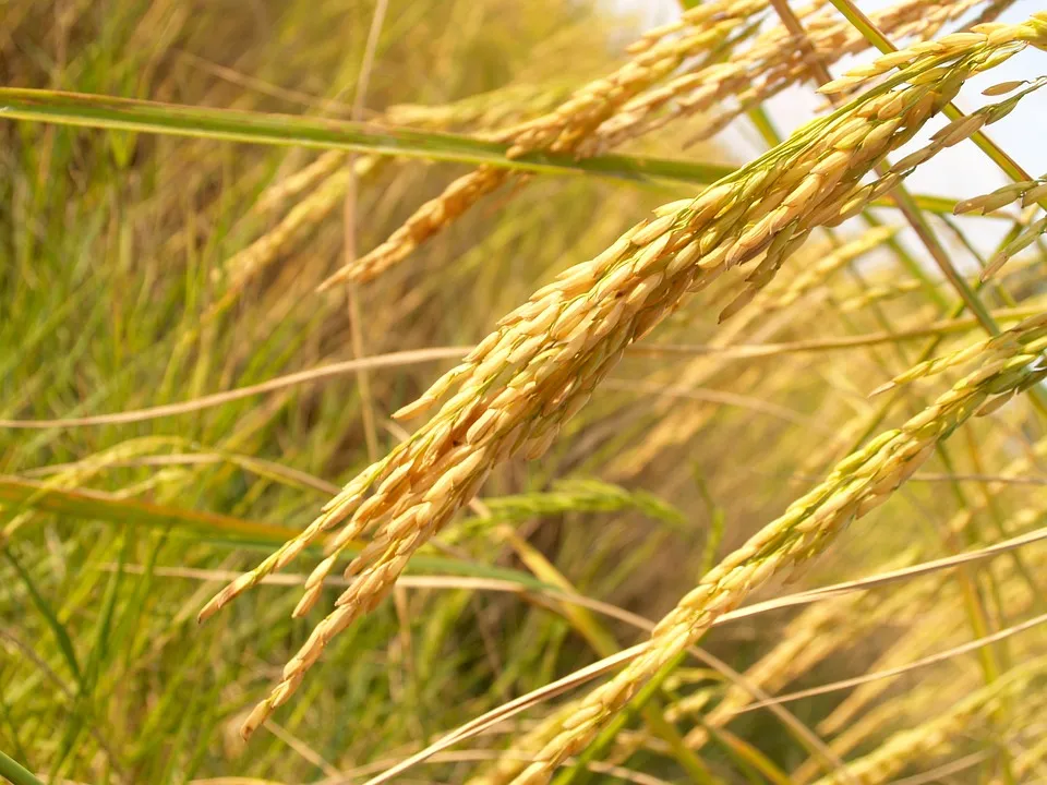 agriculture-1552391_960_720.jpg
