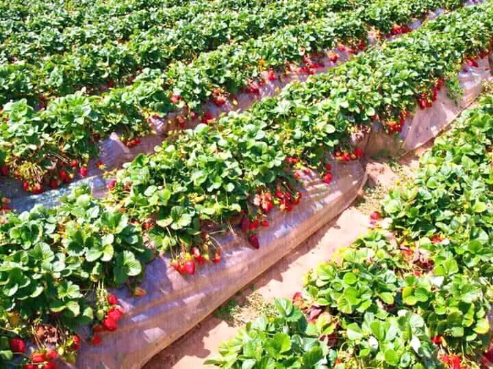 tempat tanam strawberry.jpg