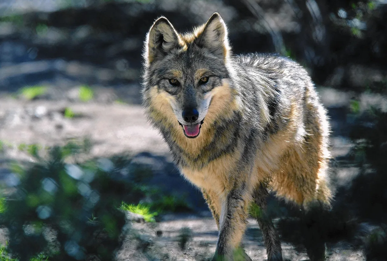 la-me-mexican-wolf-20150215.jpg