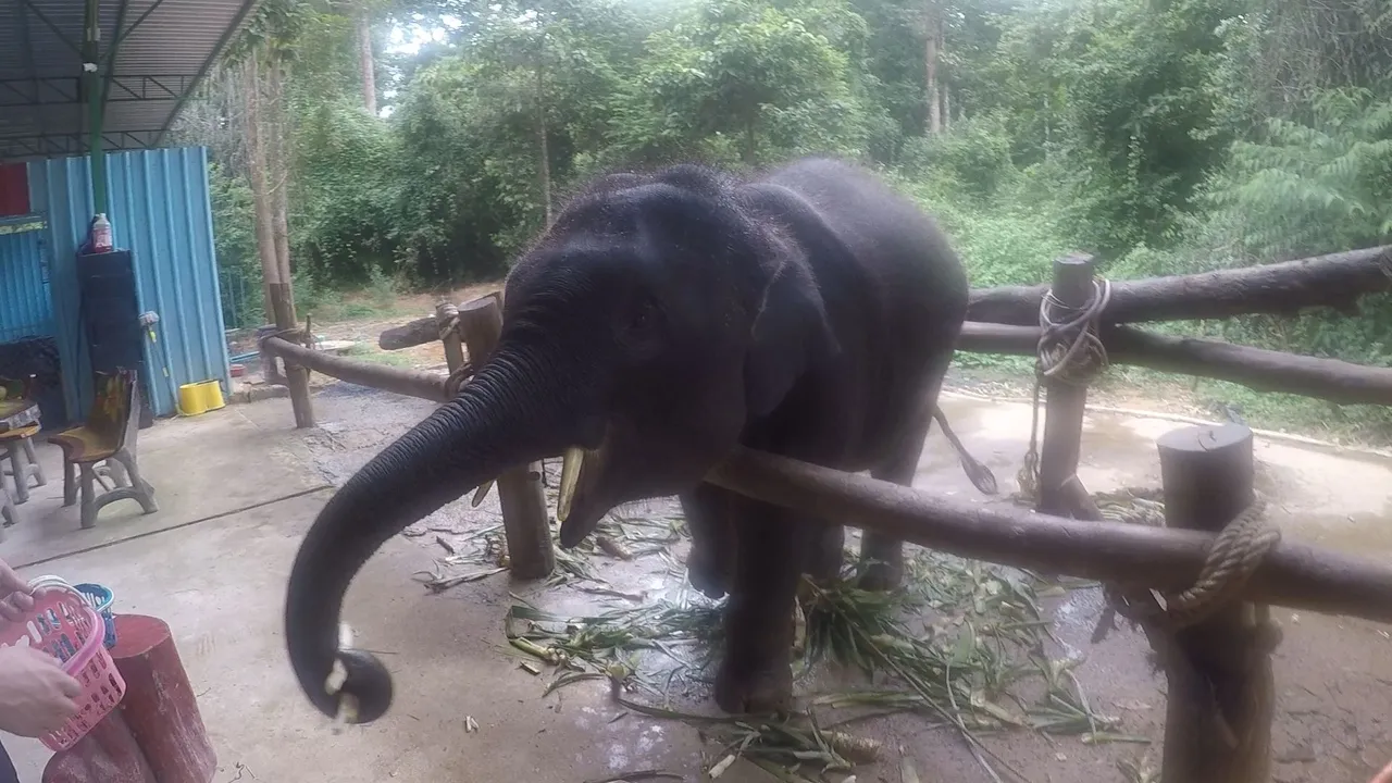 Krabi Baby elephant 1.jpg