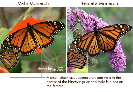 n0809MonarchIndentification.jpg