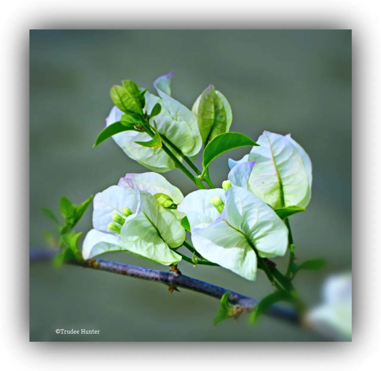 WM rs whitebouganvillea.jpg