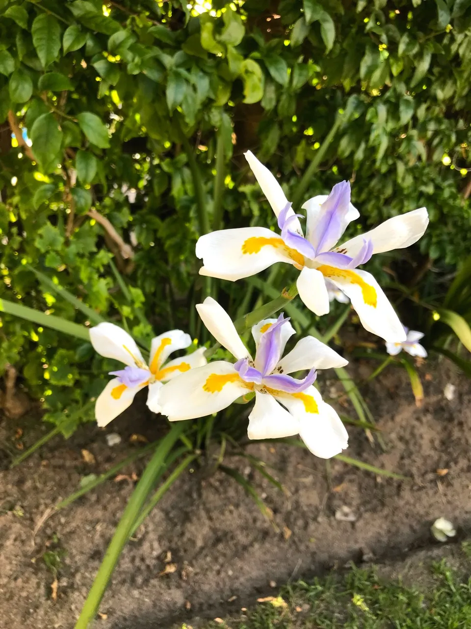 flowers in the garden.JPG