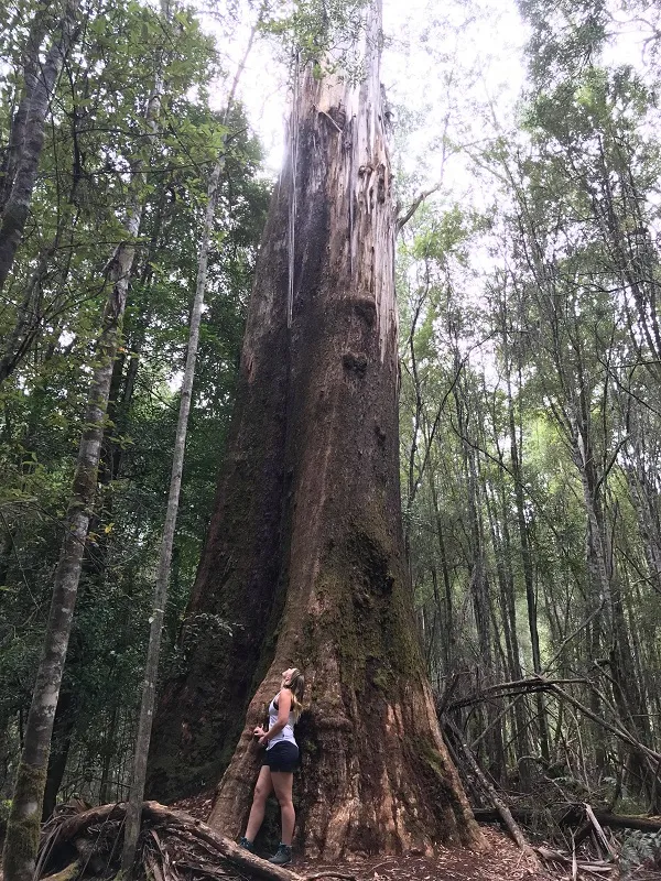 gabby looking at tree.jpg