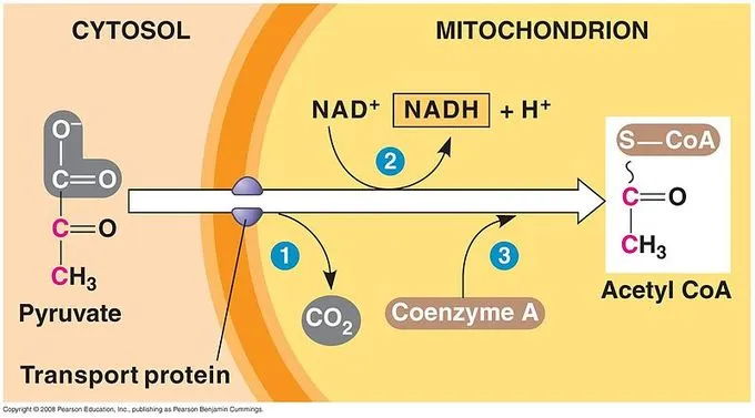 ruvate-20to-20acetyl-20coa.jpeg