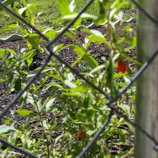 Goji berries on fence.jpg