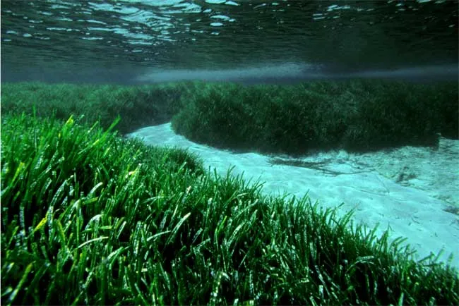 praderas-posidonia-oceanica.jpg