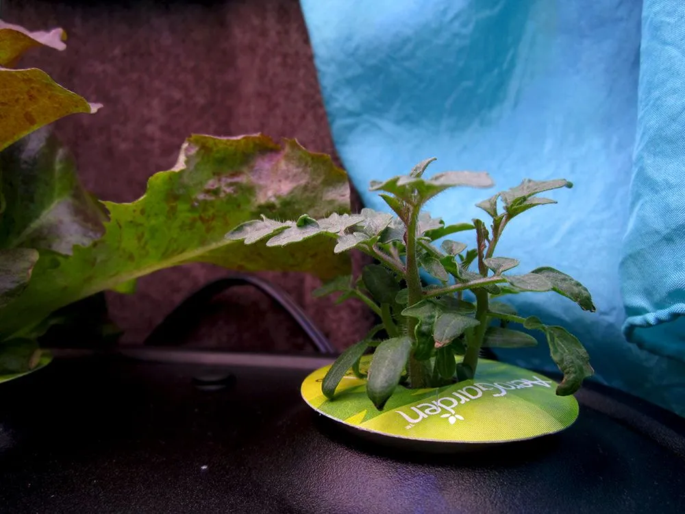 Tomatoes 3 9 2018 c.jpg