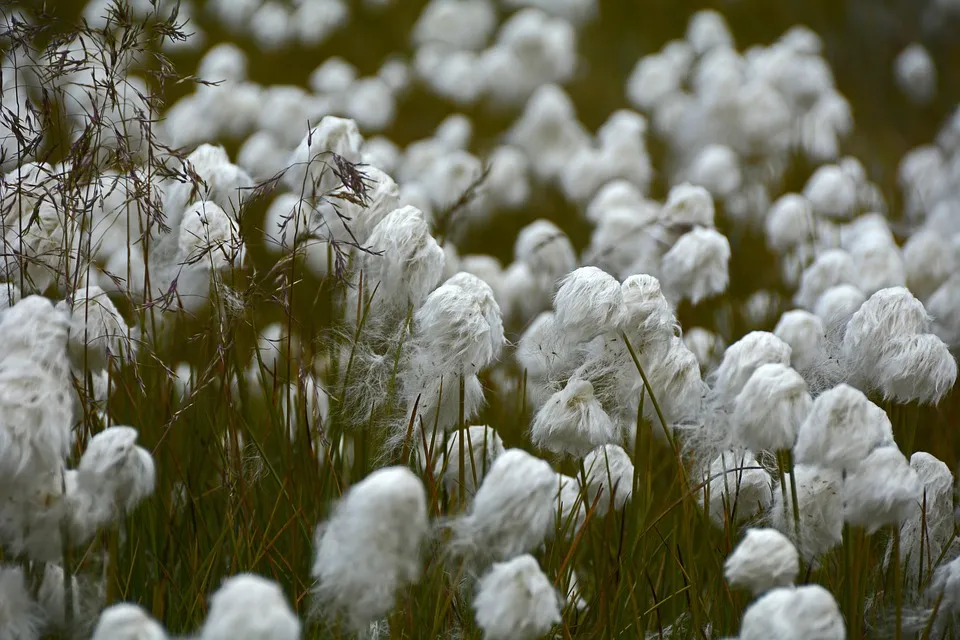 cottongrass-1594705_960_720.jpg