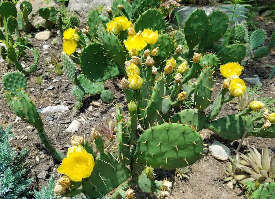 eastern-prickly-pear-cactus.jpg