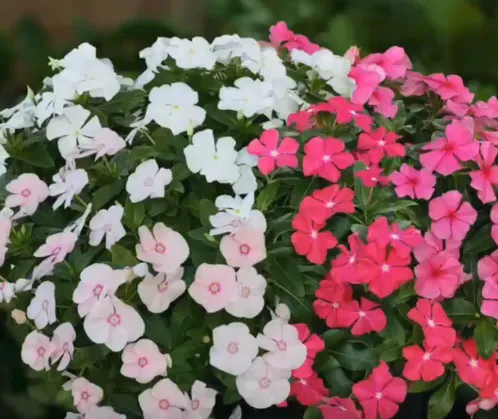 White and red flowers.png