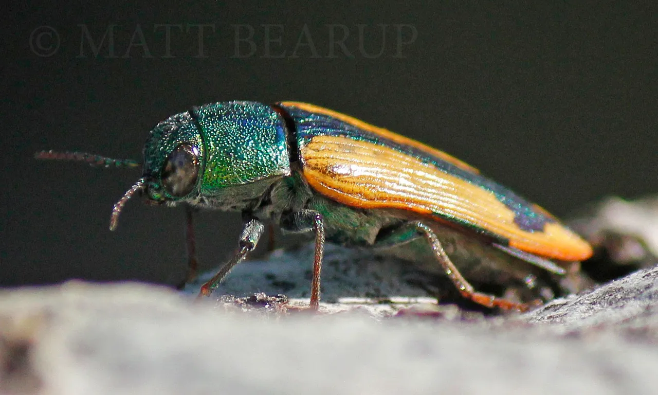 Buprestis viridisuturalis.jpg