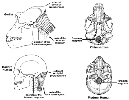 skullofhumanandgorillam.jpg.png