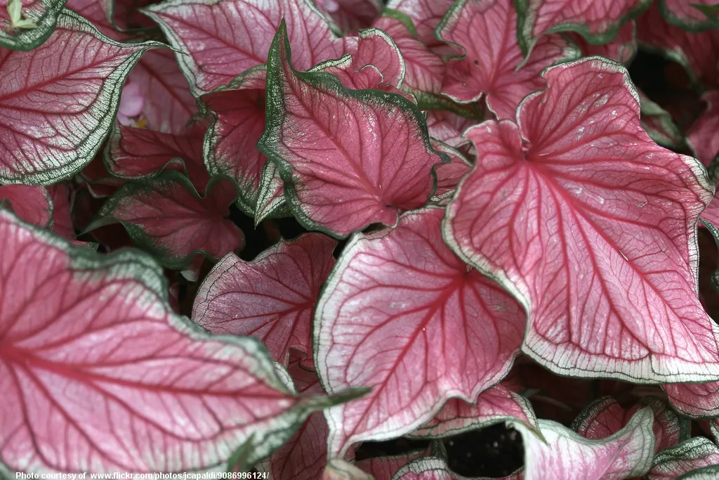 PinkColeusLeaves-001-010118.jpg